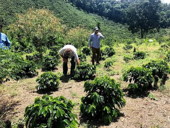 Farmers working in Tarrazú region
